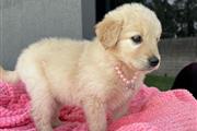 $350 : golden retriever thumbnail