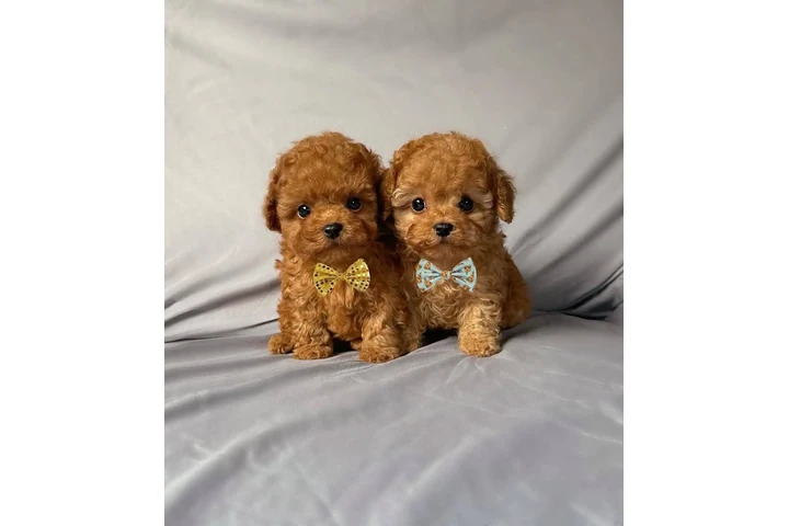 $350 : Caniche miniatura image 1