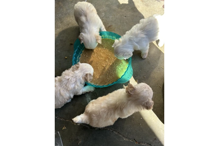 $450 : Maltipoo image 1