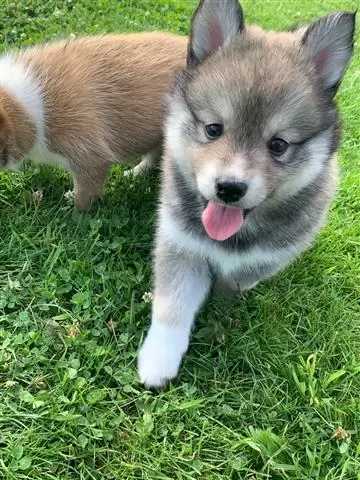 $400 : Cachorros Pomsky disponibles image 1