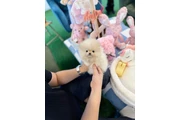 $480 : Pomerania puppies thumbnail