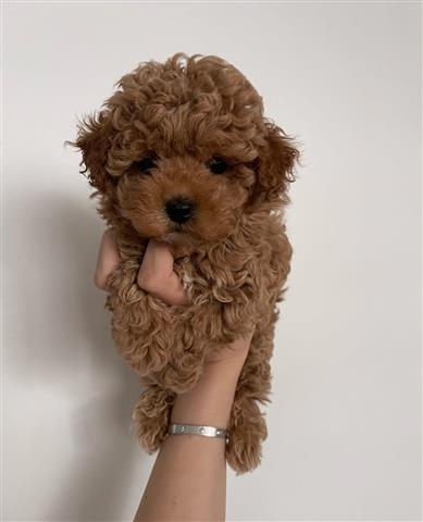 $350 : Maltipoo puppies image 1