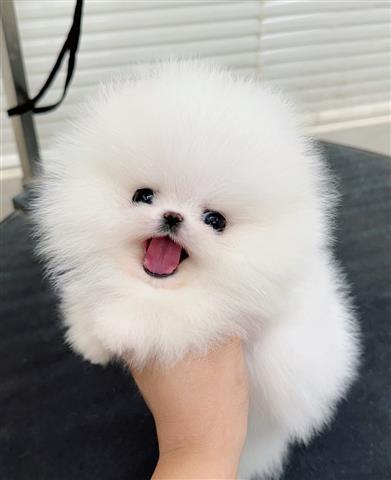 $250 : Teacup Pomeranian puppies image 6