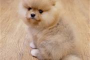 $470 : Lindos cachorros de Pomerania thumbnail