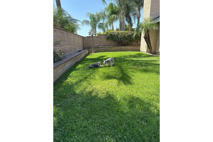 $1500 : Rancho Cucamonga Renta image 3