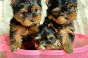 $500 : Cachorros Yorkie pequeños de c thumbnail