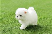 $250 : Beautiful Pomeranians puppies thumbnail