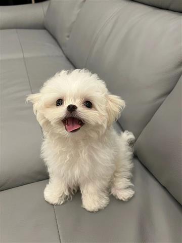 $400 : Golden Maltese puppies image 1