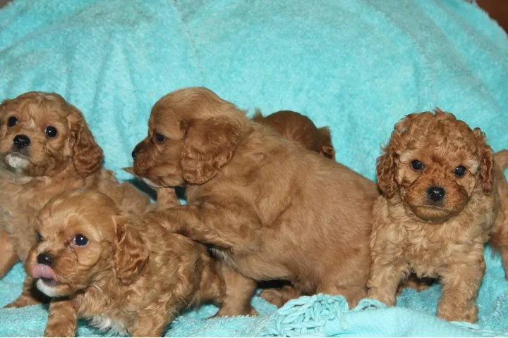 $500 : Cachorros Cavapoo para nuevos image 2