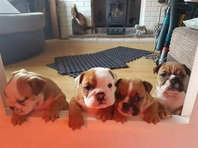$400 : Adopt English Bulldog image 1