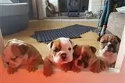 Adopt English Bulldog en Des Moines