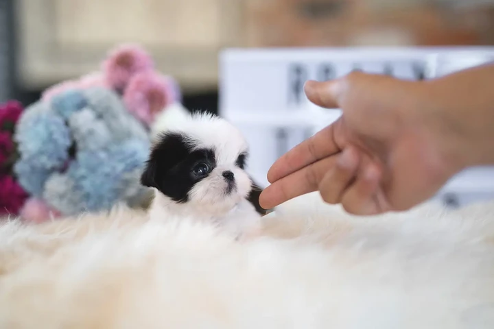 $350 : Shih Tzu taza de té image 3