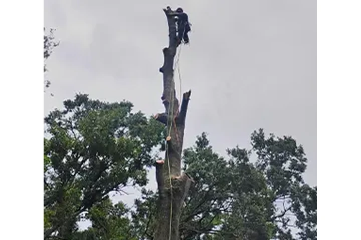 TREE SERVICES image 4