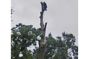 TREE SERVICES thumbnail