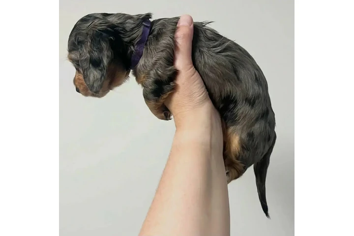 $700 : Dachshund puppies image 5