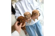 Mini Maltipoo Poodle Cachorros en Los Angeles