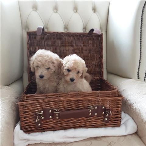 $500 : Adorable Poodle puppies 4 sale image 1