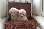 $500 : Adorable Poodle puppies 4 sale thumbnail