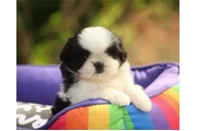 Cachorros de Shih Tzu en Poplar Bluff