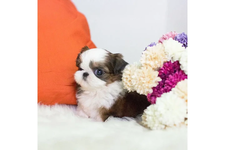 $350 : Shih Tzu taza de té image 2