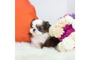 $350 : Shih Tzu taza de té thumbnail