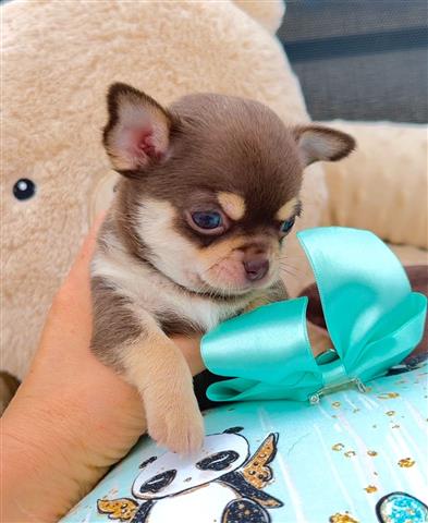 $250 : Chihuahua puppies for sale image 6