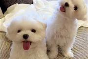 $400 : Cute Maltese puppy for sale thumbnail