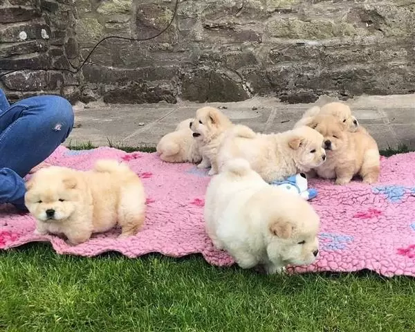$420 : Chow Chow puppies image 2