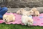 $420 : Chow Chow puppies thumbnail