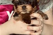 yorkie puppies at +13157912128