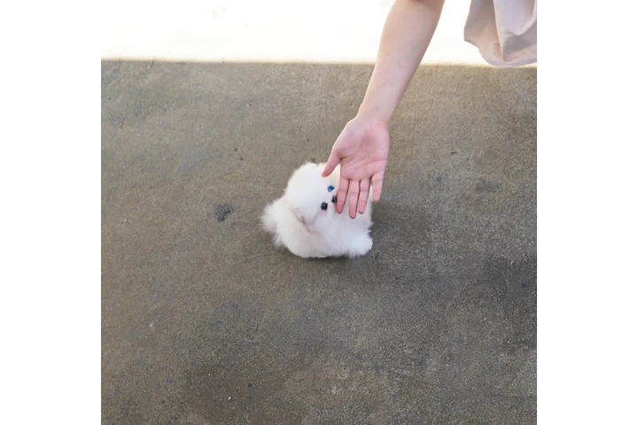 $300 : Teacup Chihuahua puppies image 8