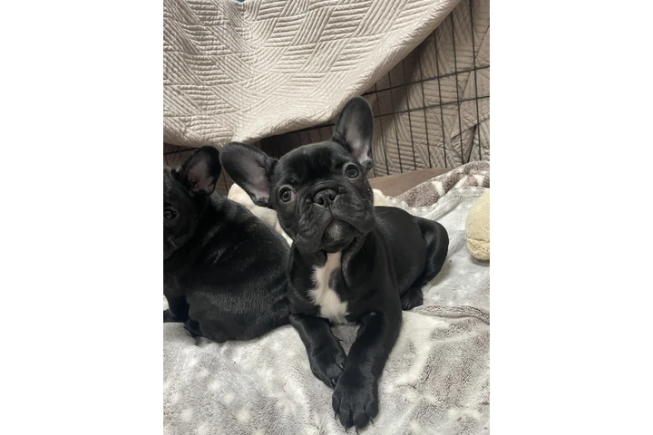 $500 : Cachorros Bulldog Francés image 2