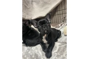 $500 : Cachorros Bulldog Francés thumbnail