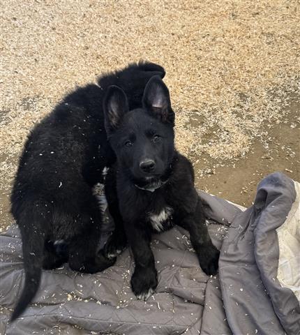 $500 : Perritos pastor alemán image 2