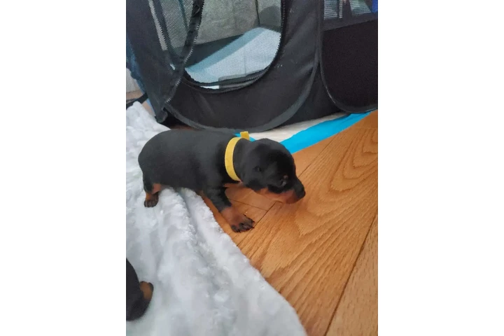 $1950 : Miniature Pinscher (min.pin) image 6