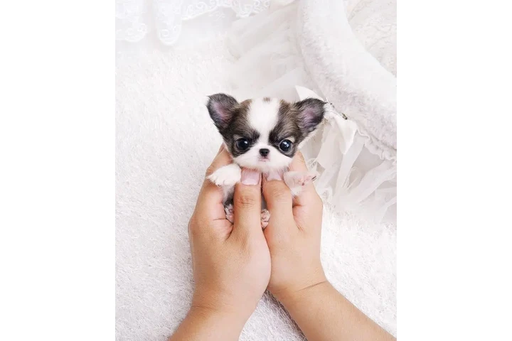 $250 : chihuahuas and Maltese puppy image 1