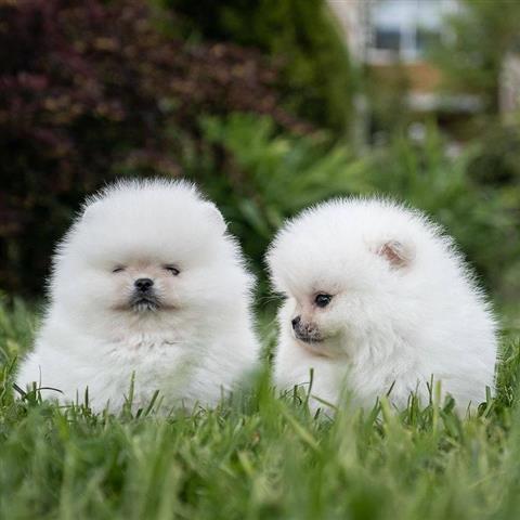 $500 : Pomerania Taza De Té Blanco image 2