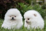 $500 : Pomerania Taza De Té Blanco thumbnail