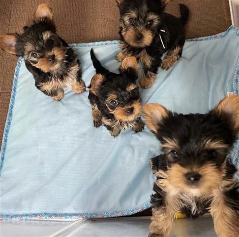 $350 : Lindo Cachorros Yorkie😍 image 1