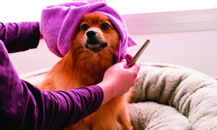 El mantenimiento regular puede mejorar el aspecto y el olor de su perro.