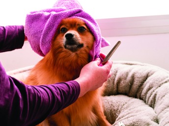 El mantenimiento regular puede mejorar el aspecto y el olor de su perro.