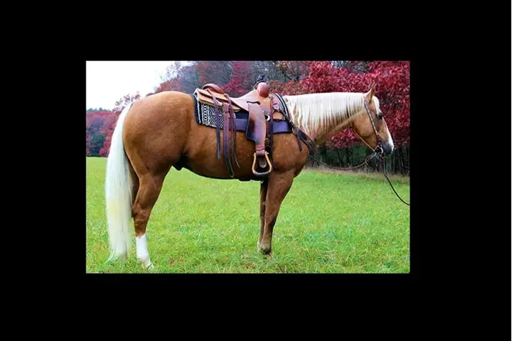 $2500 : Horse available for sale near image 3