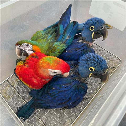 $800 : ⭐️Blue and Gold Macaw babies⭐️ image 4