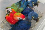$800 : ⭐️Blue and Gold Macaw babies⭐️ thumbnail