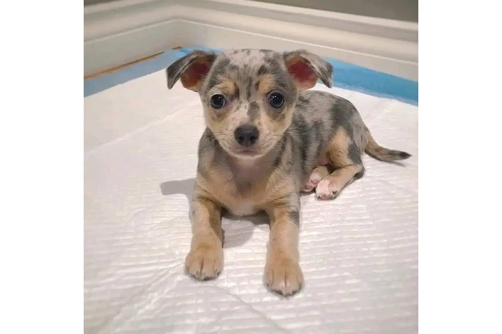 $350 : Molly image 2