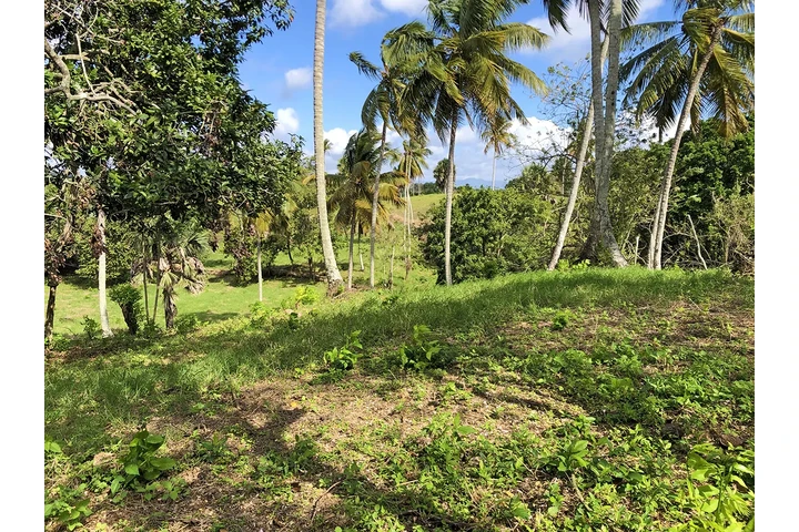 Vendo Finca para proyecto image 5