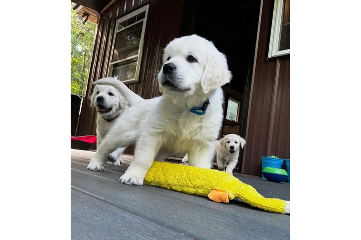 $350 : Cachorros Golden Retriever image 2