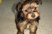 $4600 : PLAYFUL YORKIE PUPPIES FOR YOU thumbnail