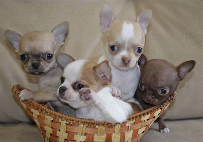 $400 : Chihuahua puppies image 6