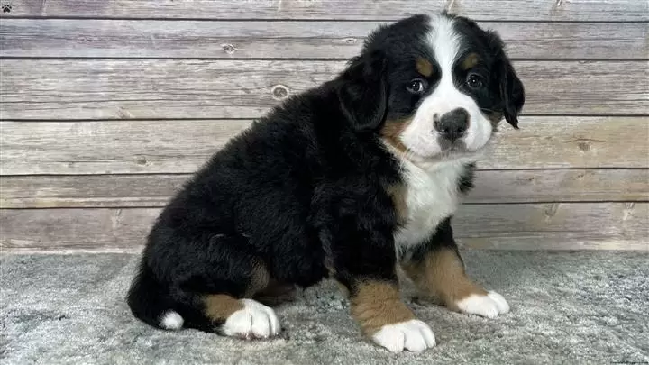 $330 : Bernese Mountain Dog Puppies image 2